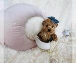 Small #12 Maltese