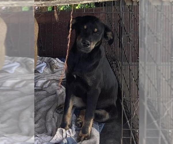 Medium Photo #1 Labrador Retriever-Unknown Mix Puppy For Sale in Grand Prairie, TX, USA