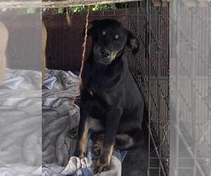 Labrador Retriever-Unknown Mix Dogs for adoption in Grand Prairie, TX, USA