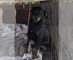 Small Labrador Retriever Mix