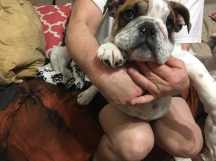English Bulldog Puppy for sale in HORN LAKE, MS, USA