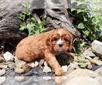 Small Photo #2 Cavalier King Charles Spaniel Puppy For Sale in SHILOH, OH, USA