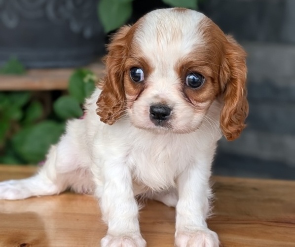 Medium Photo #7 Cavalier King Charles Spaniel Puppy For Sale in GOSHEN, IN, USA