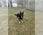 Small #3 German Shepherd Dog