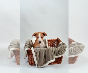Australian Shepherd-Unknown Mix Dogs for adoption in Princeton, MN, USA