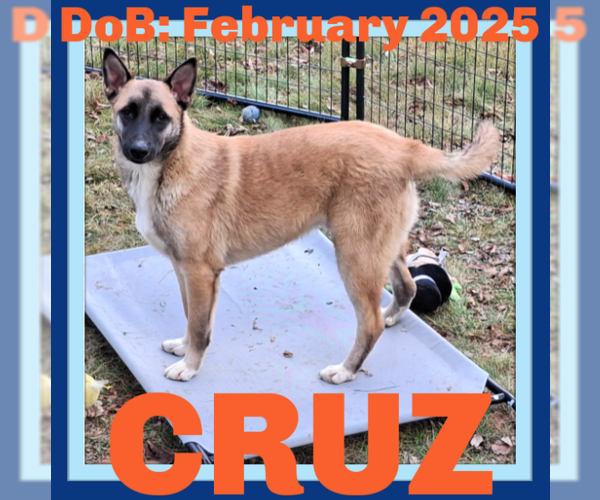 Medium Photo #4  Puppy For Sale in , 