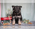 Puppy Lincoln German Shepherd Dog