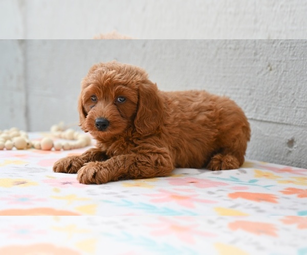 Medium Photo #4 Poodle (Miniature) Puppy For Sale in MILLERSBURG, OH, USA