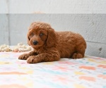 Small #3 Poodle (Miniature)