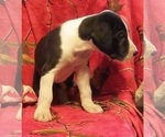 Small Photo #15 Great Dane Puppy For Sale in SPRAGGS, PA, USA