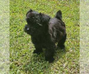 Morkie Puppy for sale in CONWAY, SC, USA