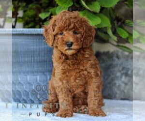 Goldendoodle (Miniature) Puppy for sale in EAST EARL, PA, USA