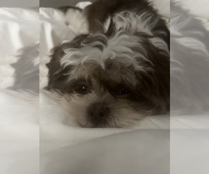 Shih Tzu Puppy for sale in CANDLER, NC, USA