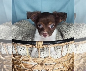 Chihuahua Puppy for sale in CHARLOTTE, NC, USA