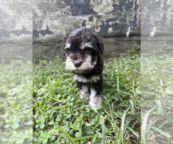 Medium Photo #10 Schnauzer (Miniature) Puppy For Sale in CATSKILL, NY, USA