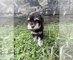 Litter of 6 - Male(s) and Female(s) Schnauzer (Miniature)Litter of Puppies for Sale - Photo #10