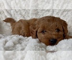 Small Photo #10 Goldendoodle (Miniature) Puppy For Sale in RANDOLPH, WI, USA