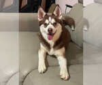 Small #1 Pomsky
