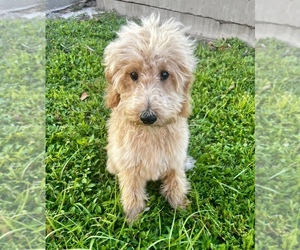 Goldendoodle Puppy for sale in FT MYERS, FL, USA