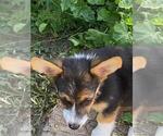 Small #5 Aussie-Corgi