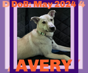 Labrador Retriever-Unknown Mix Dogs for adoption in Sebec, ME, USA