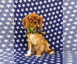 Small Photo #2 Cavalier King Charles Spaniel Puppy For Sale in LANCASTER, PA, USA