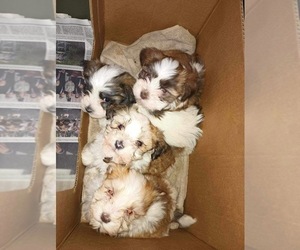 Havanese Puppy for sale in DETROIT, MI, USA