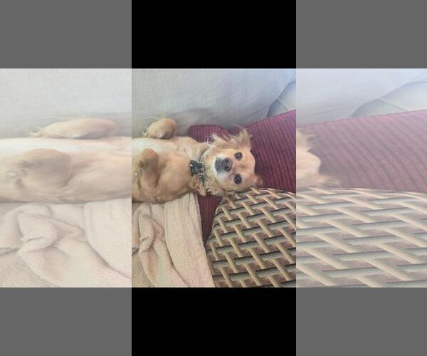 Medium Photo #6 Cocker Spaniel-Unknown Mix Puppy For Sale in Hayward, CA, USA