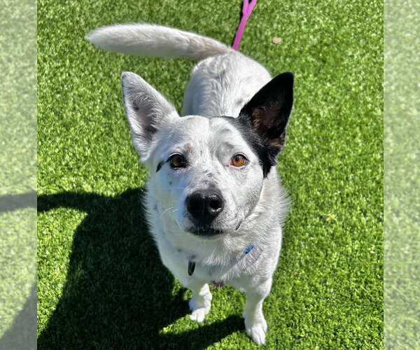 Medium Photo #3 Mutt Puppy For Sale in Salinas, CA, USA