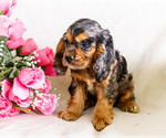 Small Photo #19 Cocker Spaniel Puppy For Sale in WAKARUSA, IN, USA