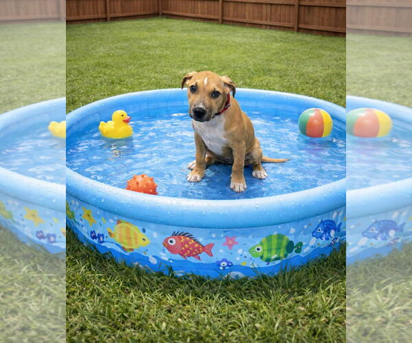 Medium Photo #4  Puppy For Sale in , 