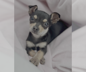 Chihuahua-Unknown Mix Dogs for adoption in Bellevue, WA, USA