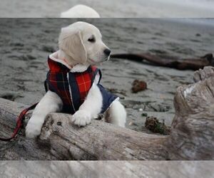 Golden Retriever Puppy for sale in FORT STEILACOOM, WA, USA