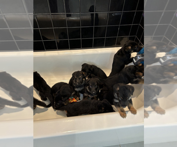 Medium Photo #4 German Shepherd Dog Puppy For Sale in GASTONIA, NC, USA