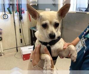 Chihuahua Dogs for adoption in Riverside, CA, USA