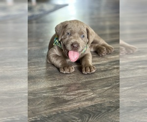 Labrador Retriever Puppy for sale in GEORGETOWN, SC, USA