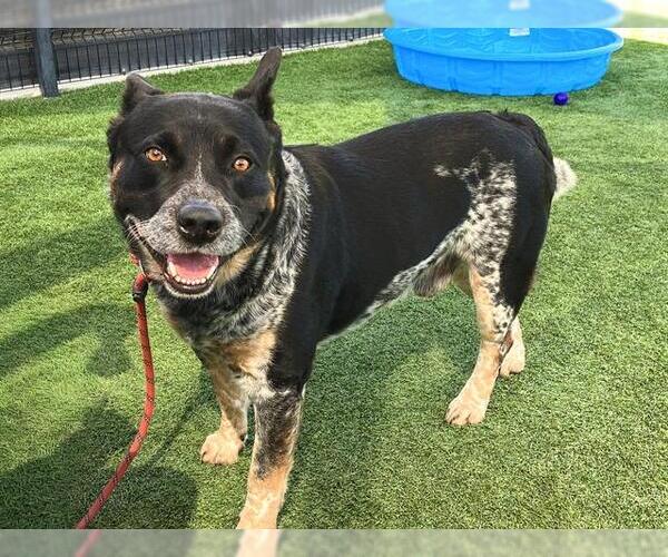 Medium Photo #1 Mutt Puppy For Sale in Orange, CA, USA