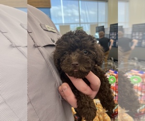Poodle (Toy) Puppy for sale in BOWIE, TX, USA
