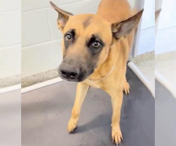 Medium Photo #2 German Shepherd Dog-Unknown Mix Puppy For Sale in Houston, TX, USA