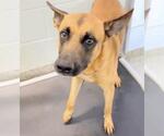 Small #1 German Shepherd Dog Mix