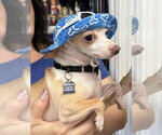 Small #10 Chihuahua