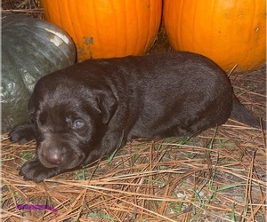 Labrador Retriever Puppy for sale in OSYKA, MS, USA