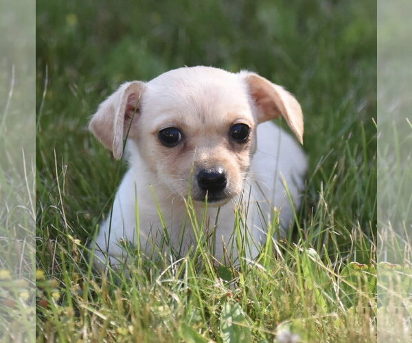 Medium Photo #4 Chihuahua Puppy For Sale in Mechanicsburg, PA, USA