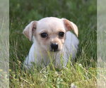 Small #3 Chihuahua