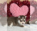 Puppy Truffles Pomsky