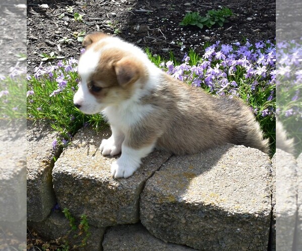 Medium Photo #2 Pembroke Welsh Corgi Puppy For Sale in MILLERSBURG, OH, USA