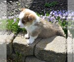 Small Photo #2 Pembroke Welsh Corgi Puppy For Sale in MILLERSBURG, OH, USA