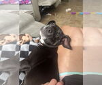 Small #2 Mutt
