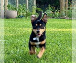Small #2 Chiweenie