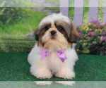 Small Photo #1 Shih Tzu Puppy For Sale in QUAPAW, OK, USA